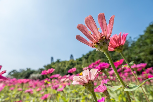 Pink cosmos flowers farm under blue sky in the outdoor