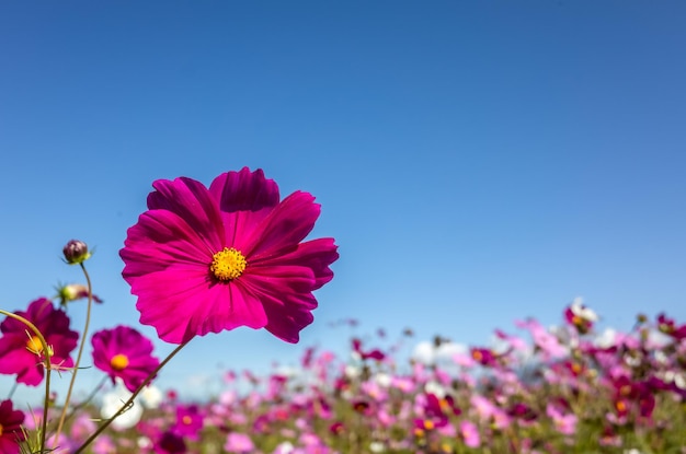 Pink cosmos flowers farm in the outdoor under blue sky