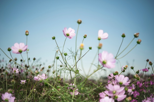 pink cosmos flowers filed