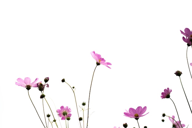 Pink cosmos flowers in garden close up