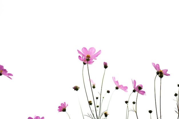 Pink cosmos flowers in garden close up