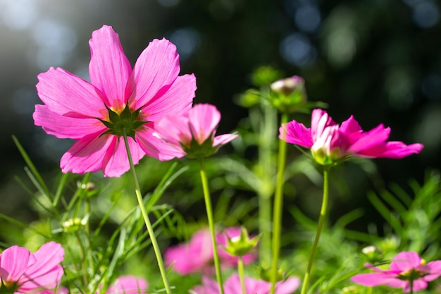 Pink cosmos flowers in the garden