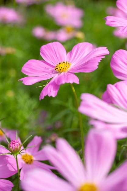 Pink cosmos flowers in the garden