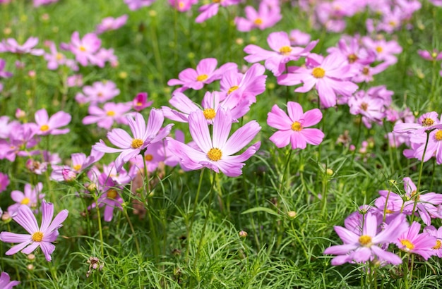 Pink cosmos flowers in the garden