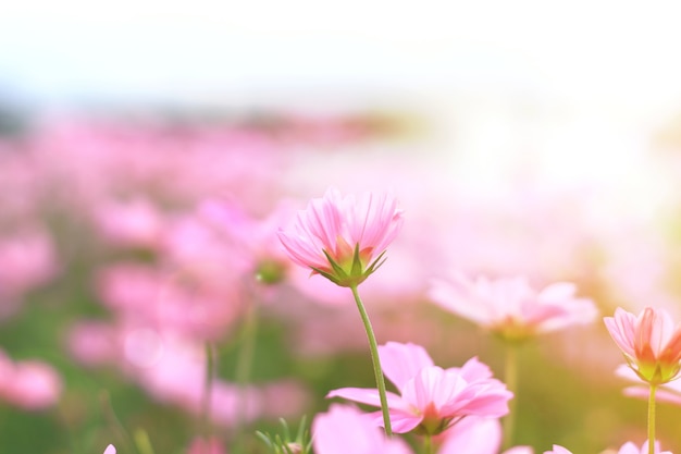 Pink Cosmos flowers in garden.