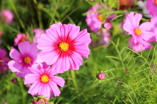 Pink cosmos flowers on nature