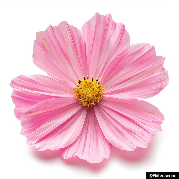 Pink Cosmos Isolated on White Background Beautiful Cosmos Flower