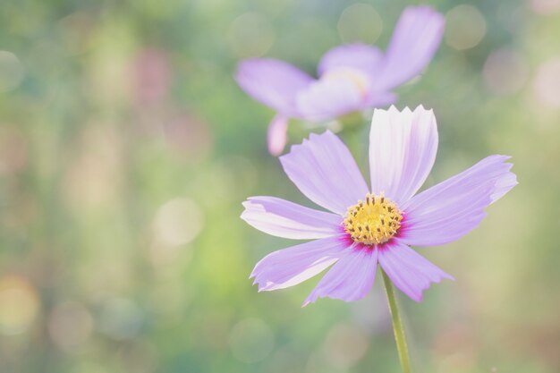 Pink cosmos