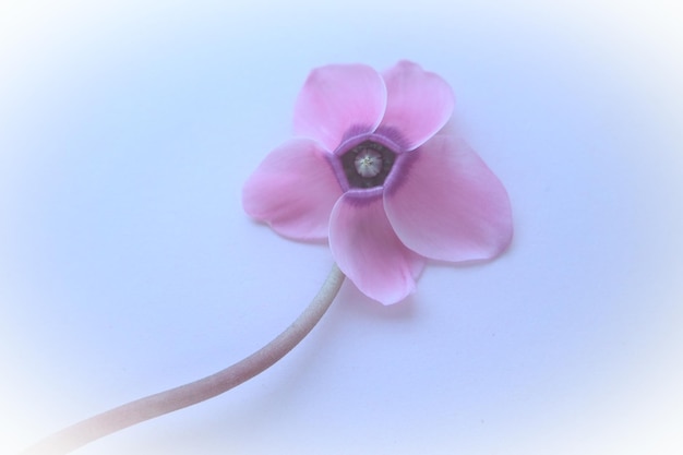 Pink cyclamen flower on a blue background with blurred gentle focus with white vignetting around the edges One flower with five petals stem without leaves Copy space