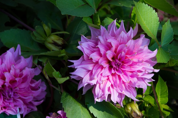 pink dahlia Beautiful 