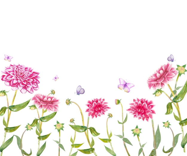 Pink dahlia flower hand drawn in watercolor Dahlia flowers with green leaves and stemsFor design