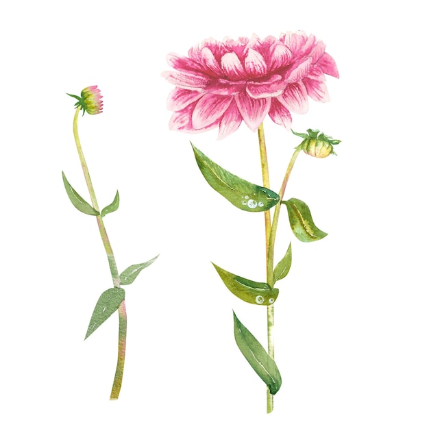 Pink dahlia flower hand drawn in watercolor Dahlia flowers with green leaves and stemsFor design