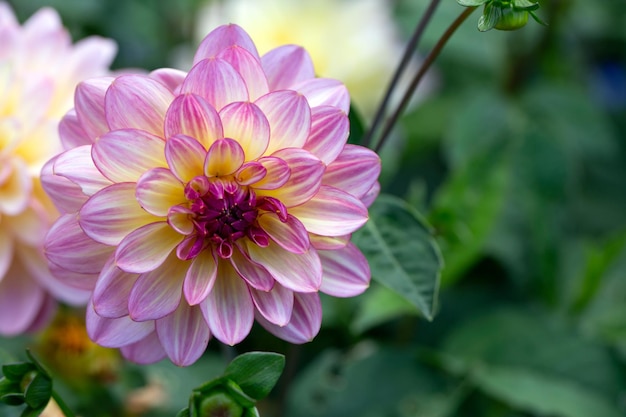 Pink dahlia flower on natural background with copy space Floral card