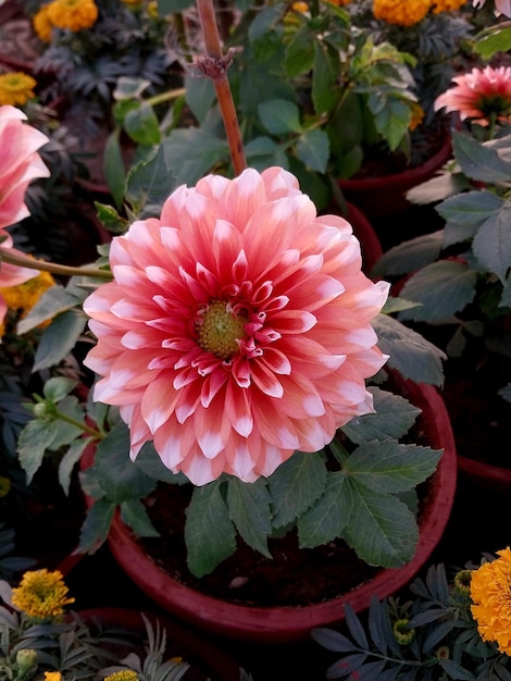 A pink dahlia flower in the pot