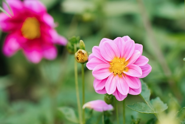 Pink Dahlia flowers in the summer garden.