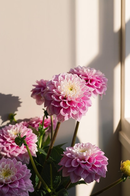 Pink dahlia single flower bouquet with gentle yellow petals and a green stem on a shadow and light wallpaper background Floral macro close up inspiration nature pattern