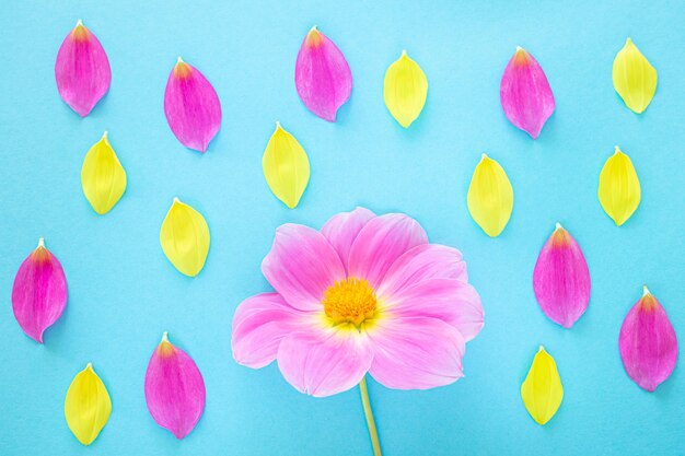 Photo pink dahlia and yellow petals on a blue