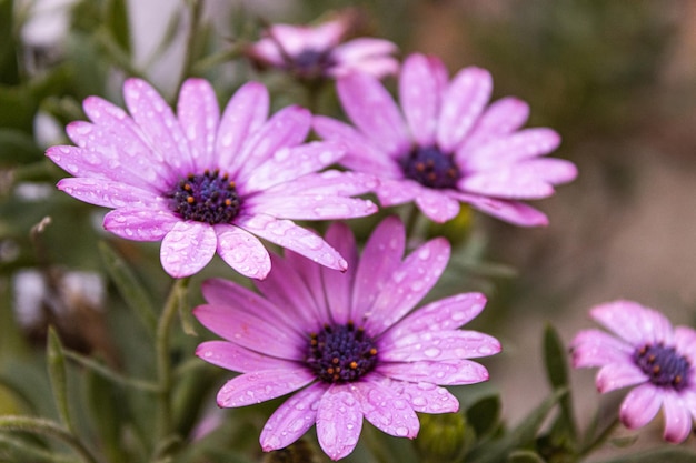 Pink daisies with water drops in the rain