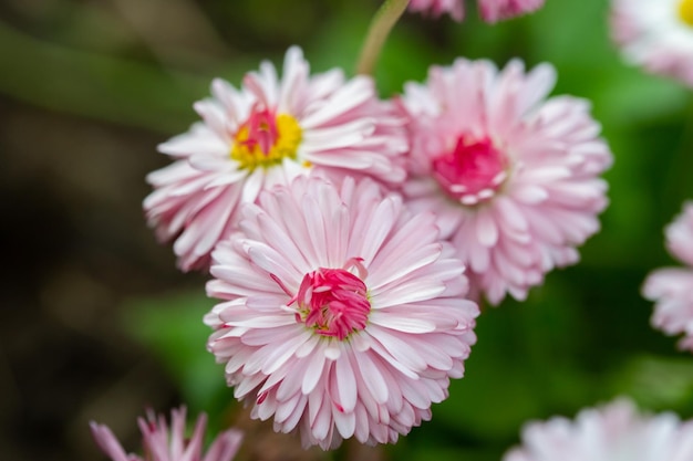 Pink Daisy flowers closeup view against green grass with selective focus and blurred background