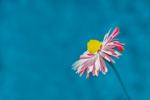 Pink Daisy Gerbera on blue background spring