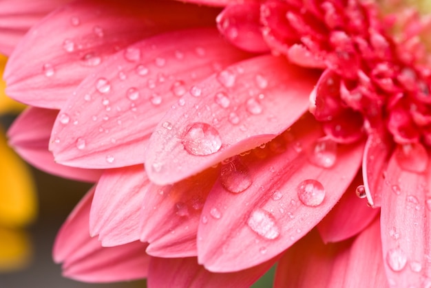 Pink daisy-gerbera with water drops isolated on white