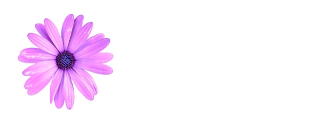 Pink daisy on a white background with copy space