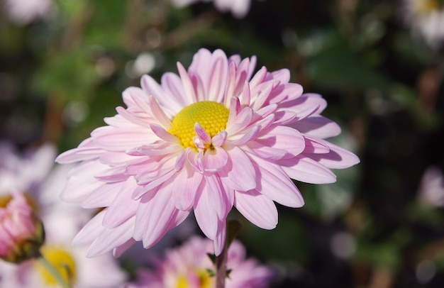 A pink daisy with a yellow center