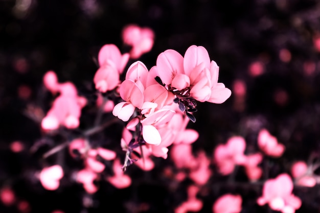 Pink delicate flowers on a Bush with thorns. Selective focus.