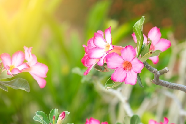 Pink Desert rose or adenium on moring