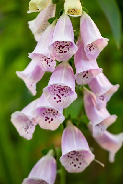 Pink digitalis purpurea close up photo in a summer day Common foxglove flower on a green background