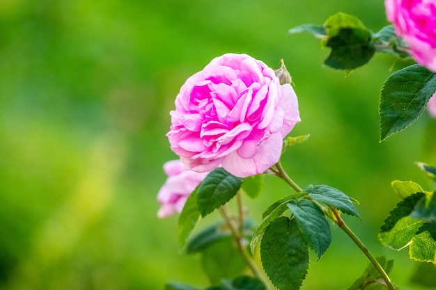 Pink English rose Austin on a bush on a blurred background