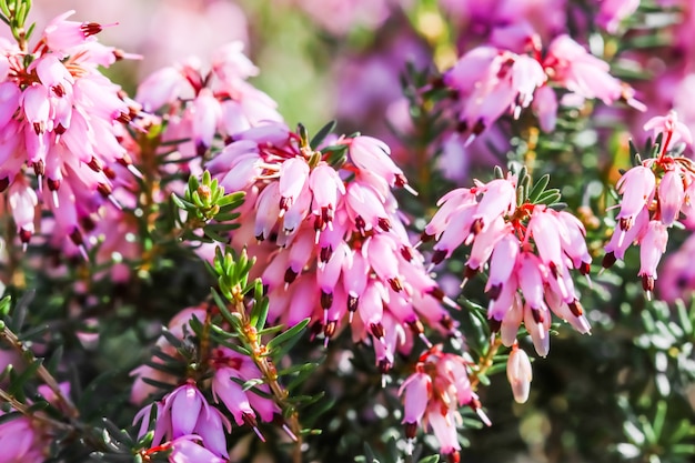 Pink erica carnea flowers winter heath in the garden in early spring