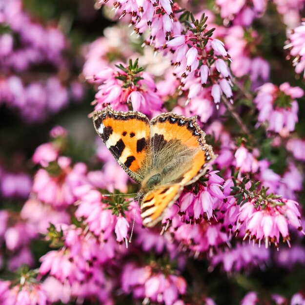 Pink erica carnea flowers winter hit and a butterfly in a spring garden