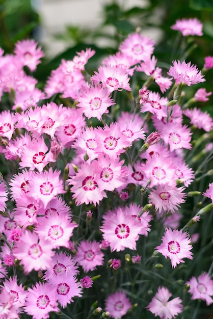 Pink feathery carnation grows in the garden in summer