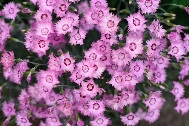 Pink feathery carnation grows in the garden in summer