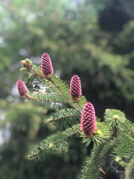 Pink FirTree Pinecones