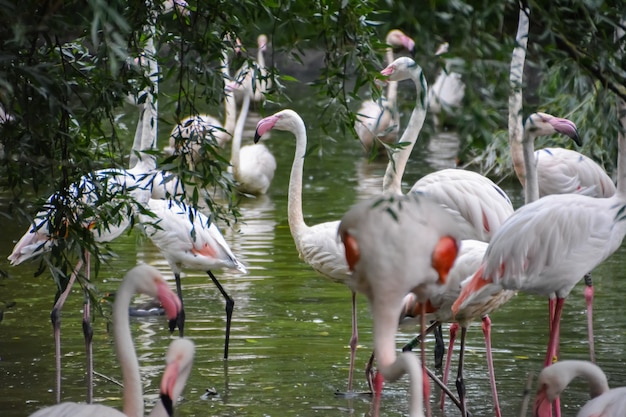 Pink flamingo or flamingoes are a type of wading bird in the family Phoenicopteridae, the only bird family in the order Phoenicopteriformes. United Kingdom.