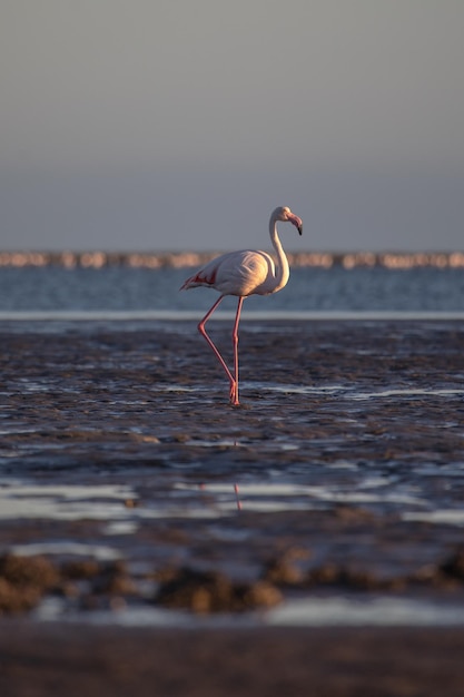 Pink flamingo in Namibia