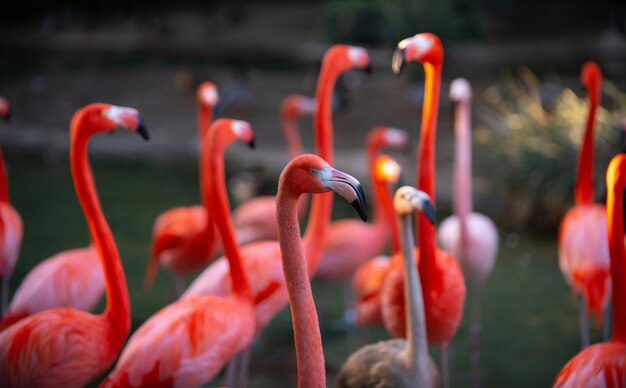 Pink flamingo in nature phoenicopterus ruber in close contact with the female beauty flamingos