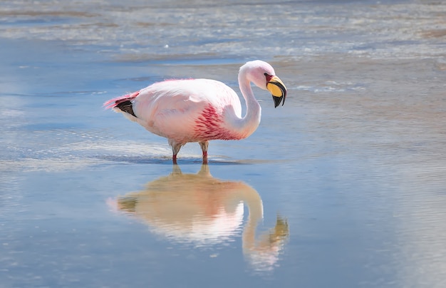 Pink  flamingo and reflection in laguna Hedionda in Bolivia South America