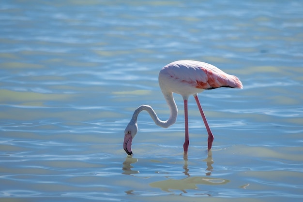 Pink flamingo on a salt lake closeup copy space