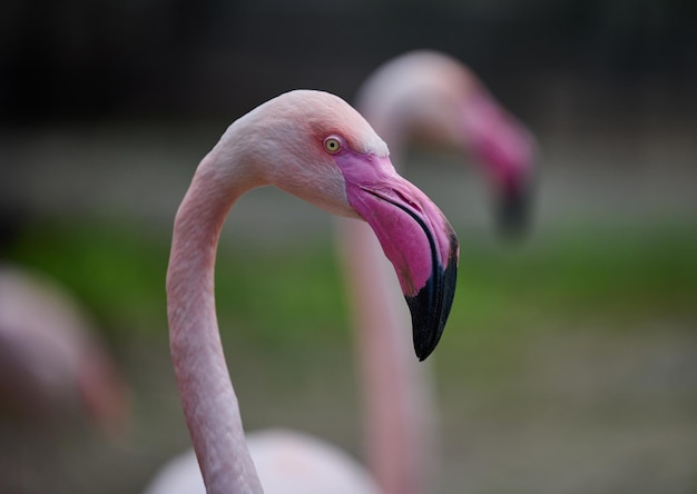 Pink flamingo stands in nature wild bird