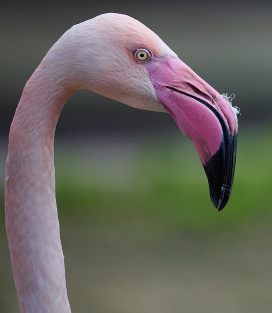 Pink flamingo stands in nature wild bird