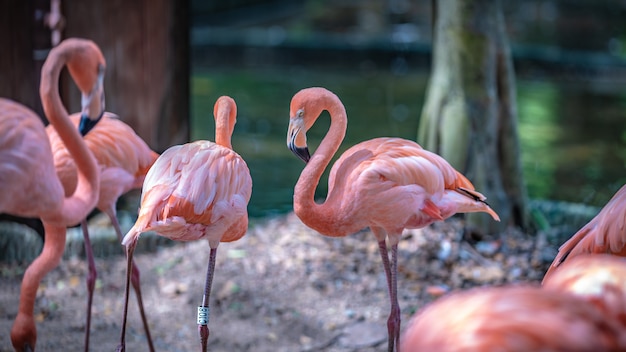 Pink Flamingo Wildlife 