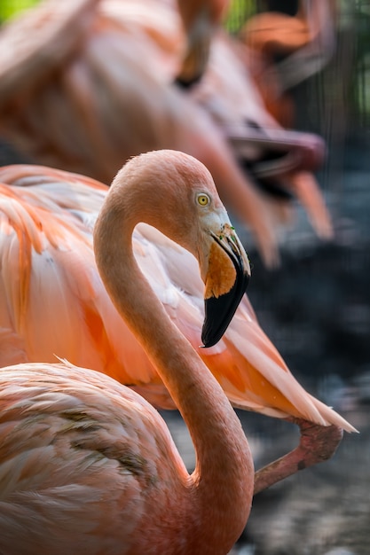 Pink flamingoes bird close up