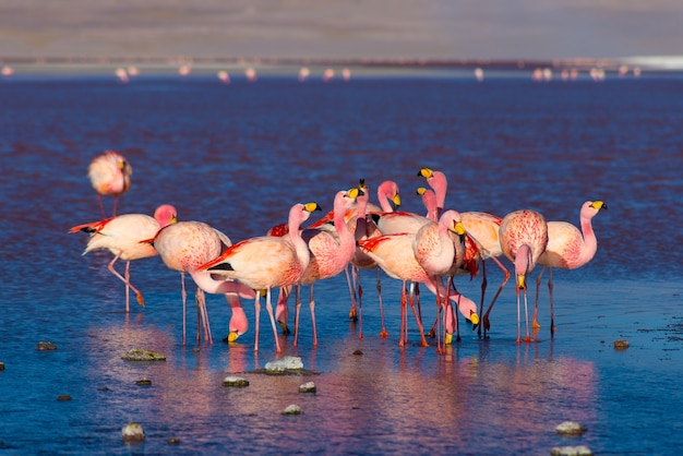 Pink flamingos at "Laguna Colorada" on the Bolivian Andes