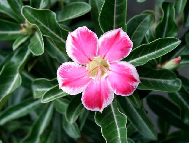 Pink Flower, Adenium obesum tree, Desert Rose, Impala Lily