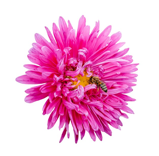 Pink flower of aster and a bee on a white isolated background