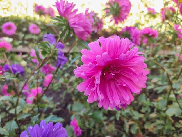 Pink flower of an aster