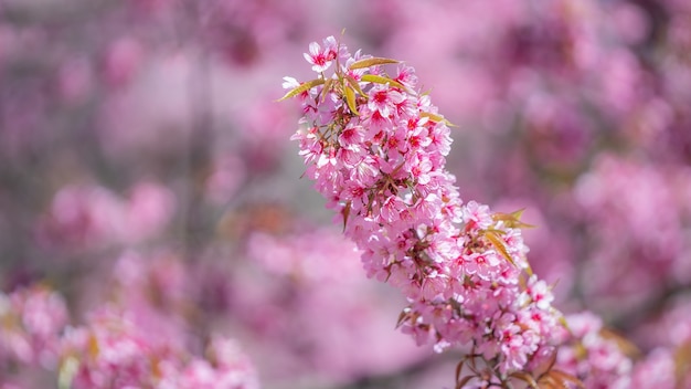 Pink Flower Branch